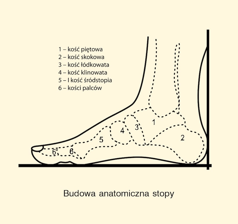 budowa anatomiczna stopy