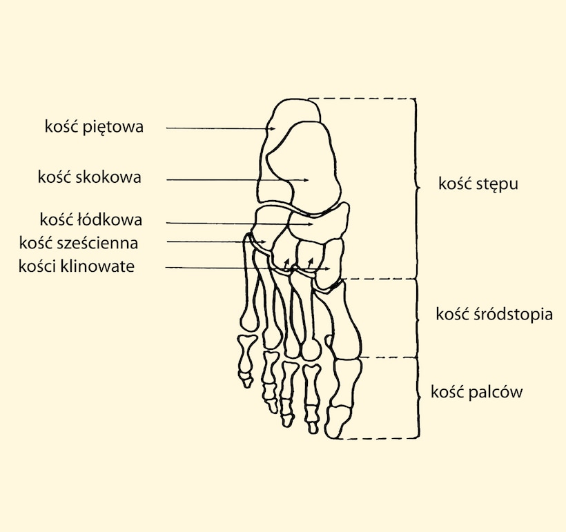 budowa anatomiczna stopy